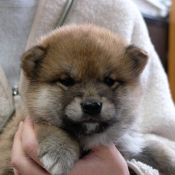 柴犬(標準サイズ)【宮城県・男の子・2023年9月30日・赤】の写真「丸々と元気に丈夫に育っています。」