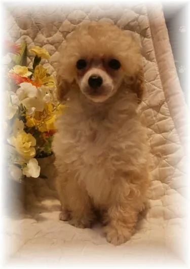 ID:1305-00454の子犬