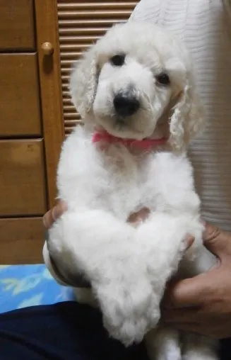 ID:1209-00394の子犬