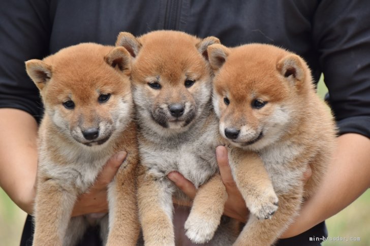 愛情をこめて育てた子犬たちを安心してお迎えください｜斉藤　瞳(さいとう　ひとみ)ブリーダー(栃木県・柴犬・日本犬保存会登録)の紹介写真1