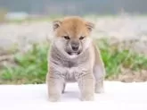 柴犬(標準サイズ)【栃木県・男の子・2025年2月23日・赤】の写真12