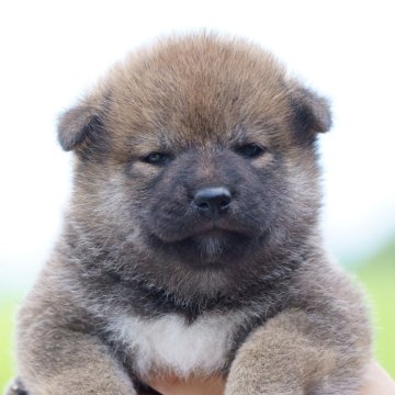 柴犬(標準サイズ)【栃木県・女の子・2025年7月14日・赤】の写真「小振りな女の子です」