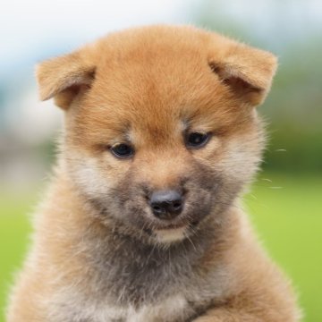柴犬(標準サイズ)【栃木県・女の子・2025年7月19日・赤】の写真「小振りで活発な女の子です」