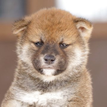 柴犬(標準サイズ)【栃木県・男の子・2025年10月18日・赤】の写真「小振りな男の子です」