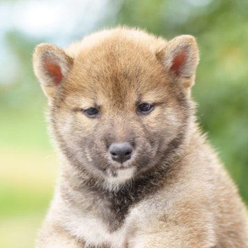 柴犬(標準サイズ)【栃木県・男の子・2025年5月9日・赤】の写真「小振りな男の子です」