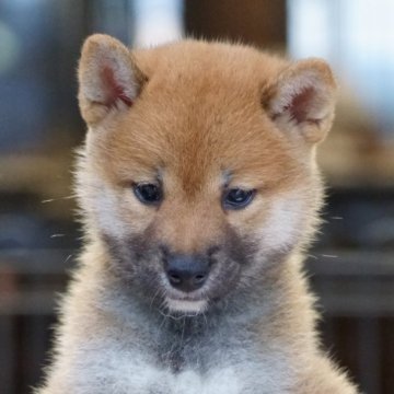 柴犬(標準サイズ)【栃木県・女の子・2025年7月19日・赤】の写真「小振りで活発な女の子です」