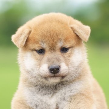 柴犬(標準サイズ)【栃木県・女の子・2025年5月9日・赤】の写真「綺麗な赤毛の女の子」