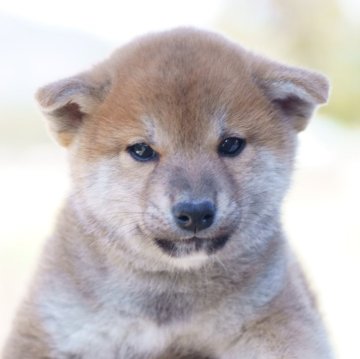柴犬(標準サイズ)【栃木県・男の子・2025年2月23日・赤】の写真「キリッとした目の男の子です」