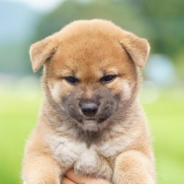 柴犬(標準サイズ)【栃木県・男の子・2025年7月10日・赤】の写真「コロッコロ！赤毛のタヌキ顔」