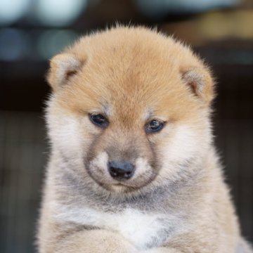 柴犬(標準サイズ)【栃木県・男の子・2025年7月19日・赤】の写真「綺麗な赤毛の男の子」