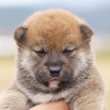 柴犬(標準サイズ)【栃木県・男の子・2025年10月18日・赤】の写真「小振りな男の子です」