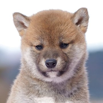 柴犬(標準サイズ)【栃木県・男の子・2025年11月1日・赤】の写真「綺麗な赤毛の男の子」