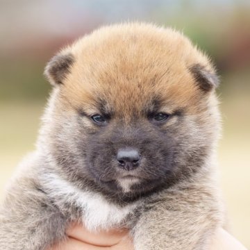 柴犬(標準サイズ)【栃木県・女の子・2025年10月18日・赤】の写真「綺麗な赤毛の女の子」