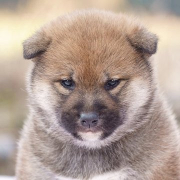 柴犬(標準サイズ)【栃木県・女の子・2025年11月6日・赤】の写真「コロッコロ！赤毛のタヌキ顔」