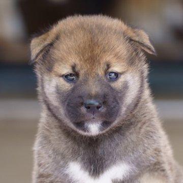 柴犬(標準サイズ)【栃木県・女の子・2025年7月14日・赤】の写真「小振りでおっとりした女の子です」