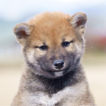 柴犬(標準サイズ)【栃木県・男の子・2024年10月11日・赤】の写真「小振りな男の子です」