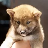 柴犬(標準サイズ)
