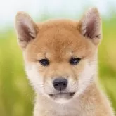 柴犬(標準サイズ)