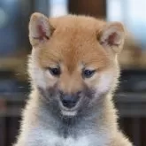 柴犬(標準サイズ)