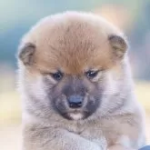 柴犬(標準サイズ)