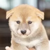 柴犬(標準サイズ)
