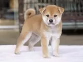 柴犬(標準サイズ)【栃木県・男の子・2025年7月30日・赤】の写真4
