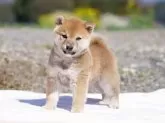 柴犬(標準サイズ)【栃木県・男の子・2025年2月23日・赤】の写真4