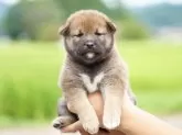 柴犬(標準サイズ)【栃木県・女の子・2025年7月14日・赤】の写真7