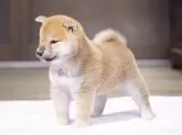 柴犬(標準サイズ)【栃木県・男の子・2025年2月23日・赤】の写真9