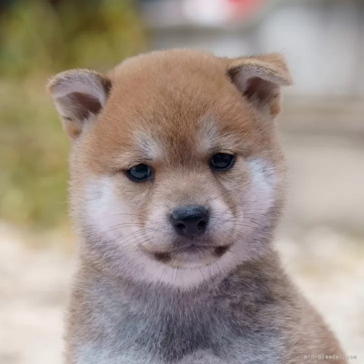 ID：2407-02488の子犬