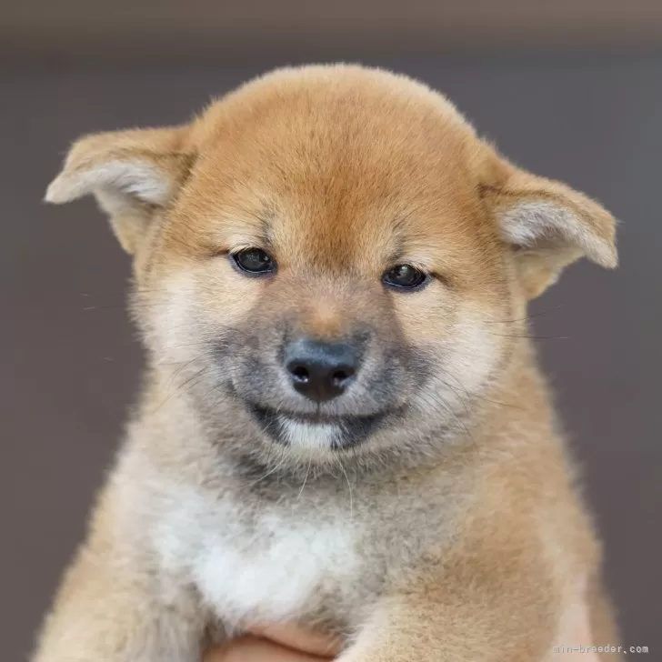 ID:2407-07100の子犬