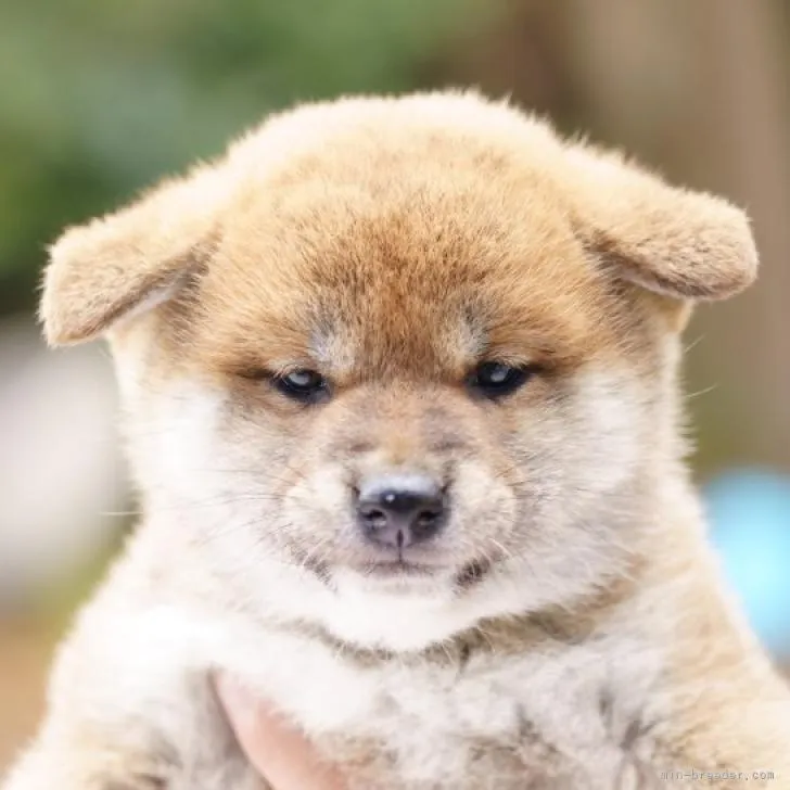 ID：2212-02367の子犬