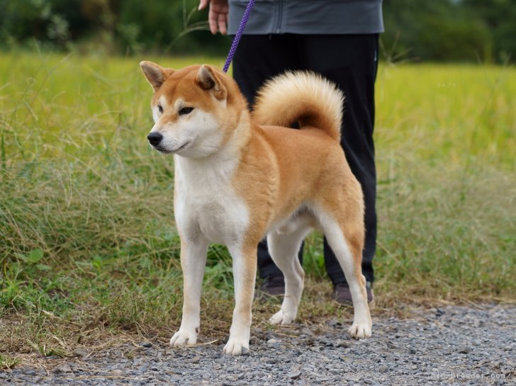 柴犬(標準サイズ)【・男の子・2023年1月16日・赤】