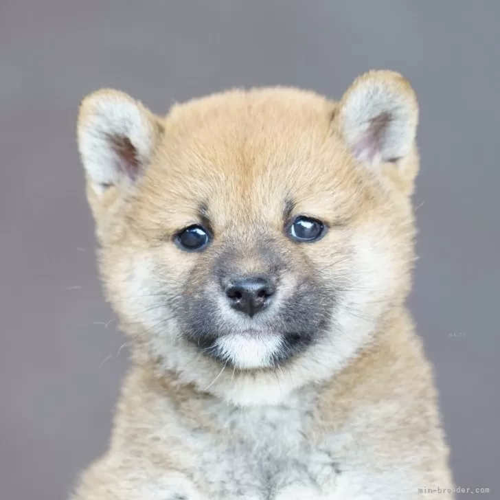 柴犬(標準サイズ)【栃木県・女の子・2024年3月5日・赤】の写真1