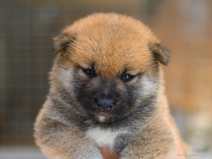 ID:2107-02534の子犬
