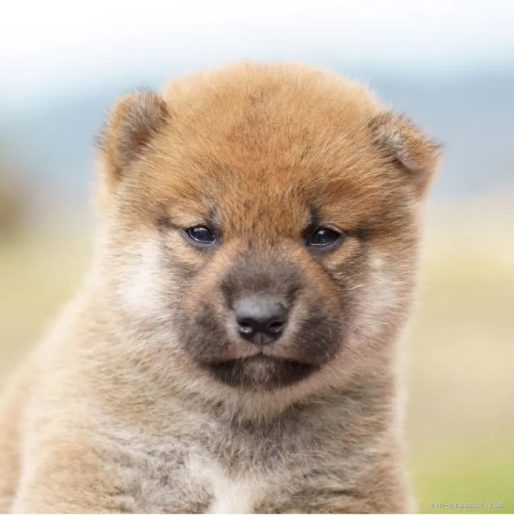 ID:2310-04899の子犬