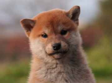 柴犬(標準サイズ)【栃木県・男の子・2019年10月16日・赤】の写真「コロッコロ！綺麗な赤毛の男の子」