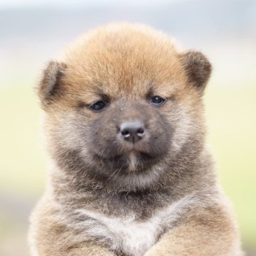 柴犬(標準サイズ)【栃木県・女の子・2024年3月5日・赤】の写真「小振りでおっとりした女の子です」