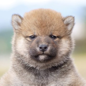 柴犬(標準サイズ)【栃木県・男の子・2023年9月15日・赤】の写真「小振りな男の子です」