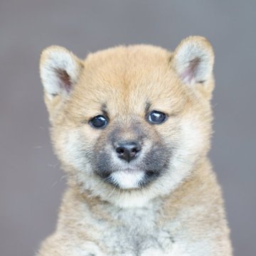 柴犬(標準サイズ)【栃木県・女の子・2024年3月5日・赤】の写真「綺麗な赤毛の女の子」