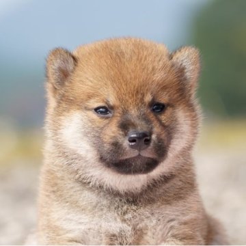 柴犬(標準サイズ)【栃木県・女の子・2023年9月23日・赤】の写真「綺麗な赤毛の女の子」