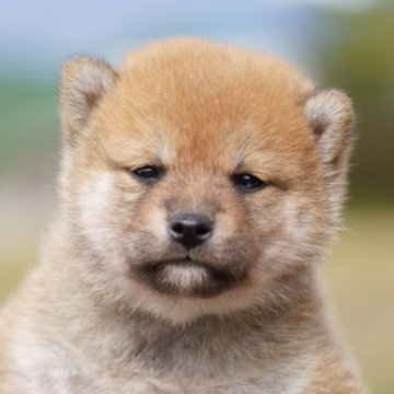 柴犬(標準サイズ)【栃木県・男の子・2023年9月15日・赤】の写真「綺麗な赤毛の男の子」