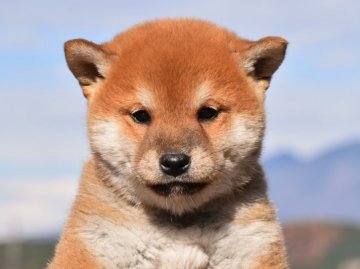 柴犬(標準サイズ)【栃木県・男の子・2019年10月16日・赤】の写真「綺麗な赤毛の男の子」