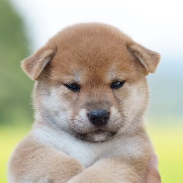 柴犬(標準サイズ)【栃木県・女の子・2024年8月9日・赤】の写真「小振りでおっとりした女の子です」