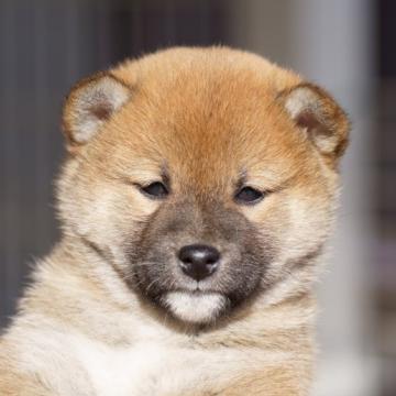 柴犬(標準サイズ)【栃木県・女の子・2022年11月9日・赤】の写真「小振りで活発な女の子です」