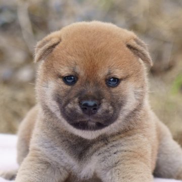 柴犬(標準サイズ)【栃木県・女の子・2024年6月3日・赤】の写真「綺麗な赤毛の女の子」