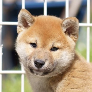 柴犬(標準サイズ)【栃木県・男の子・2023年3月29日・赤】の写真「優しい性格の男の子です」