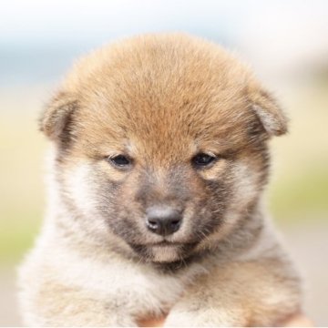 柴犬(標準サイズ)【栃木県・女の子・2023年9月23日・赤】の写真「小振りでおっとりした女の子です」