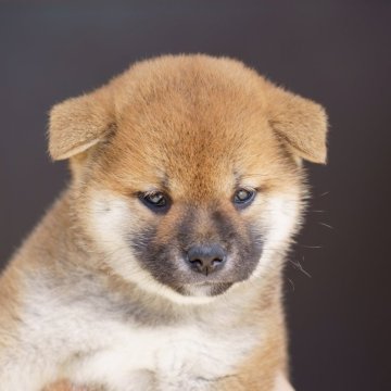 柴犬(標準サイズ)【栃木県・女の子・2024年5月20日・赤】の写真「綺麗な赤毛の女の子」
