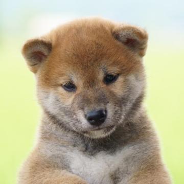 柴犬(標準サイズ)【栃木県・男の子・2022年5月22日・赤】の写真「タヌキ顔の男の子」